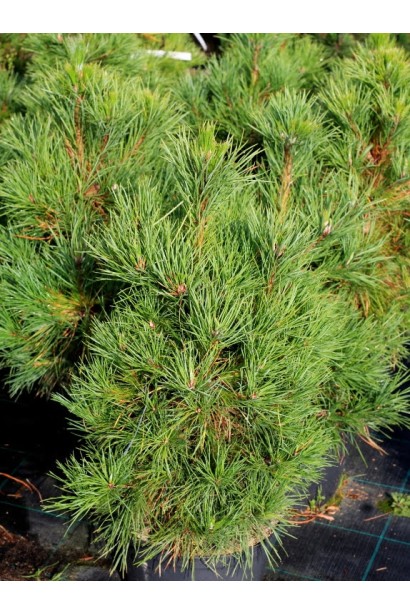 Саджанці сосни чорної Глобоза в садовому центрі